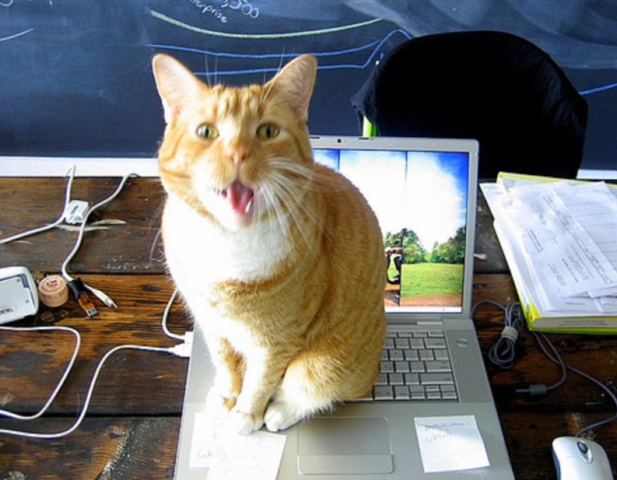 一只正在叫的橘猫